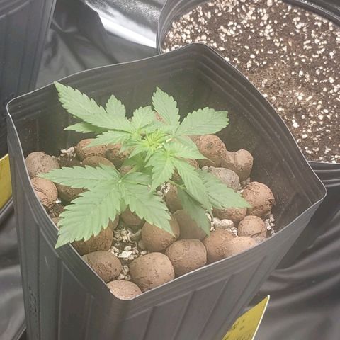 OG Kush Auto growlog photo: Nascendo 3 nó