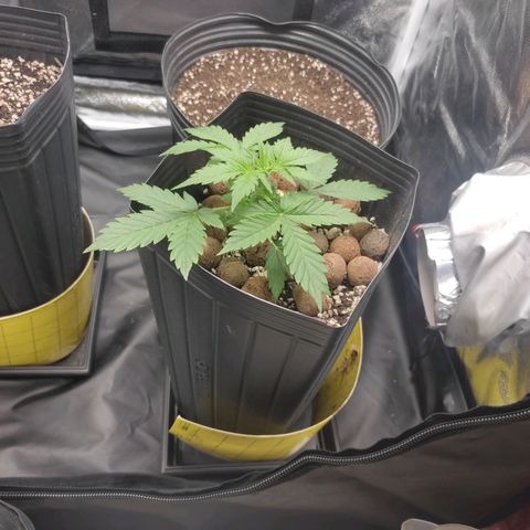 OG Kush Auto growlog timeline photo