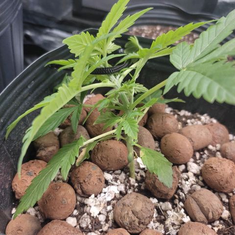 OG Kush Auto growlog timeline photo