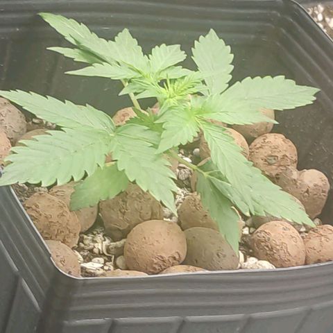 OG Kush Auto growlog timeline photo