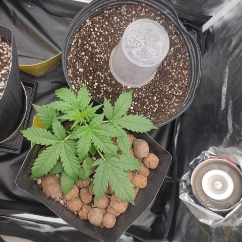 OG Kush Auto growlog photo: Primeira treinada com sucesso 
