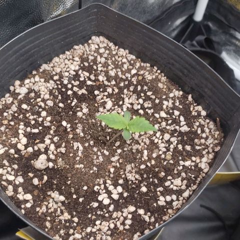 Original Auto Critical growlog timeline photo