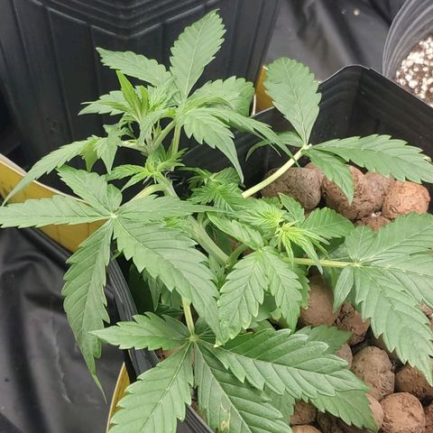 OG Kush Auto growlog timeline photo