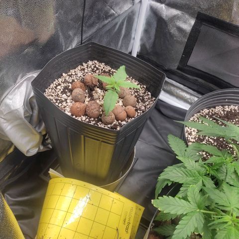 Original Auto Critical growlog photo: Tempo de vegar