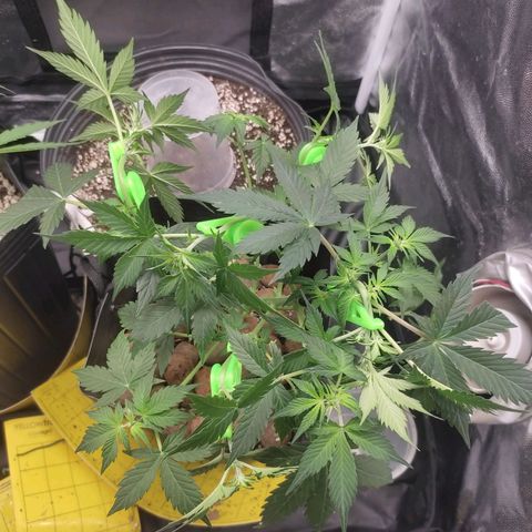 OG Kush Auto growlog timeline photo