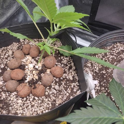 Original Auto Critical growlog timeline photo