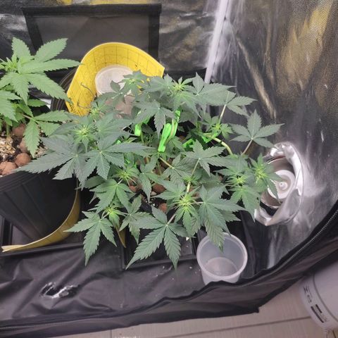 OG Kush Auto growlog timeline photo