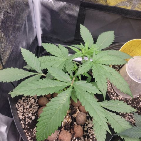 Original Auto Critical growlog timeline photo