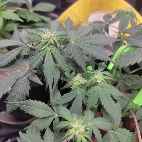 OG Kush Auto growlog photo: Flora dia 8