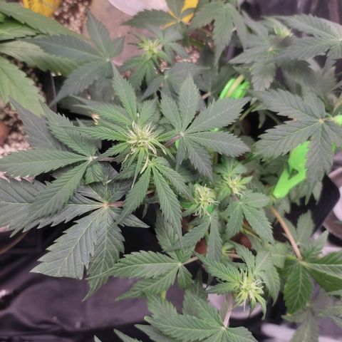 OG Kush Auto growlog photo: Dia 8 de flora 