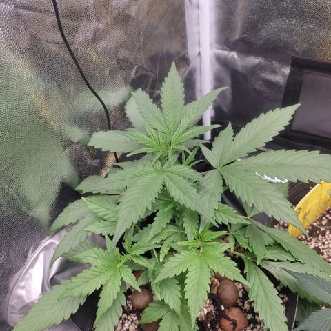 Original Auto Critical growlog timeline photo