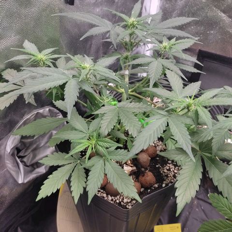 Original Auto Critical growlog photo: Flora time