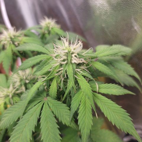 OG Kush Auto growlog timeline photo