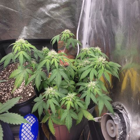 OG Kush Auto growlog photo: Algum sinal de deficiência creio q seja potássio ou magnésio estou tentando reverter 