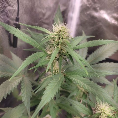 Original Auto Critical growlog timeline photo
