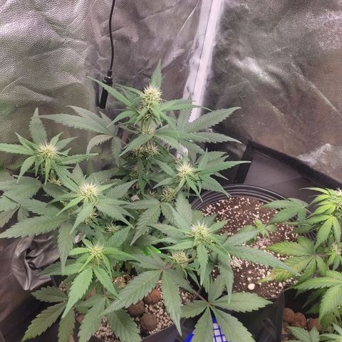 Original Auto Critical growlog timeline photo
