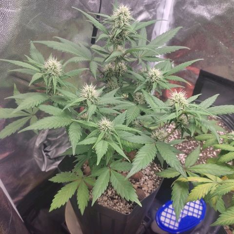Original Auto Critical growlog photo: Se vc quer brincar na neveeee