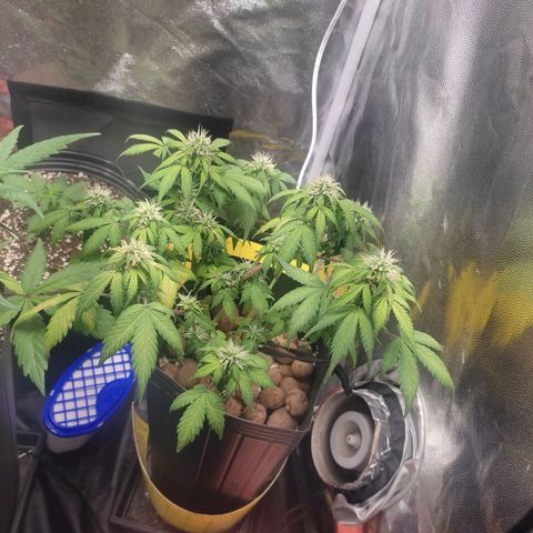 OG Kush Auto growlog photo: Soltei o clip do top Bud ele já tá estirando realmente a strain auto parece não curtir treino mt