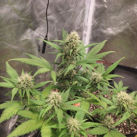 Original Auto Critical growlog timeline photo