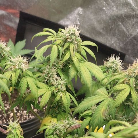 OG Kush Auto growlog timeline photo