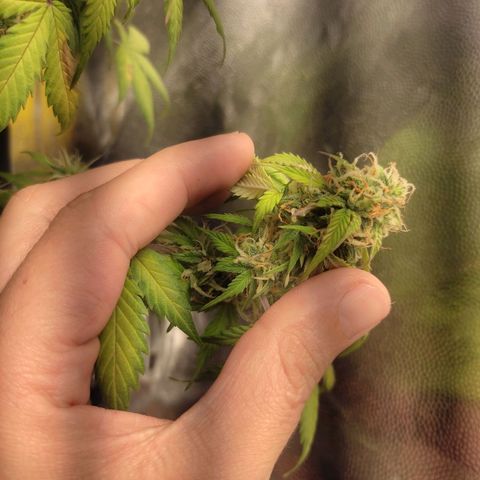 OG Kush Auto growlog photo: 🥰🥰😍😍