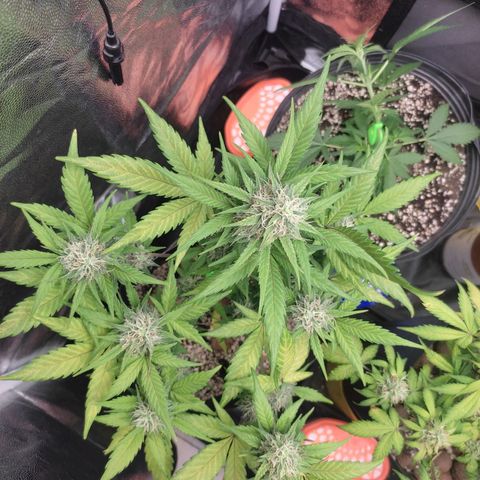Original Auto Critical growlog timeline photo