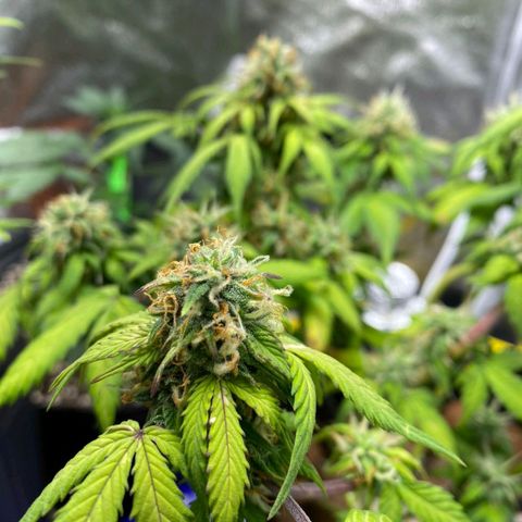 OG Kush Auto growlog timeline photo