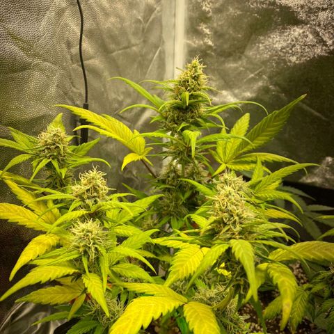 Original Auto Critical growlog timeline photo