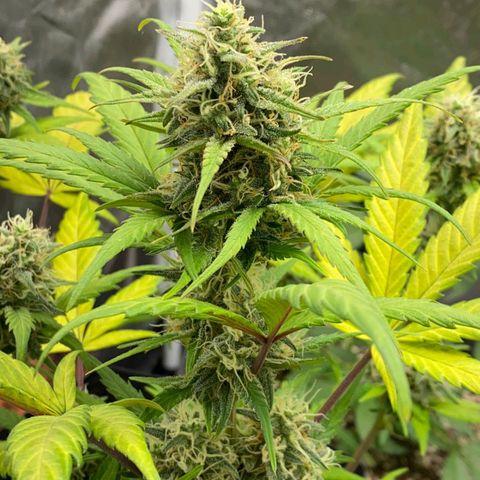 Original Auto Critical growlog timeline photo