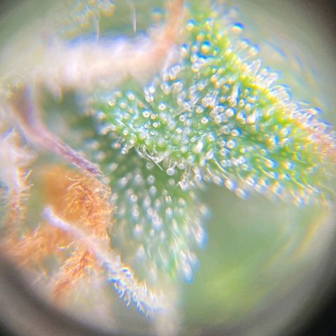 Original Auto Critical growlog timeline photo