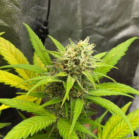 Original Auto Critical growlog timeline photo