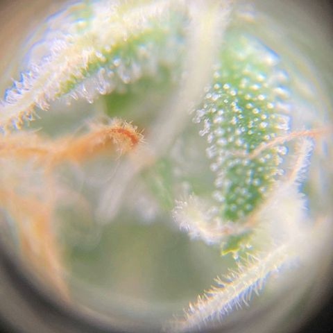 Original Auto Critical growlog timeline photo