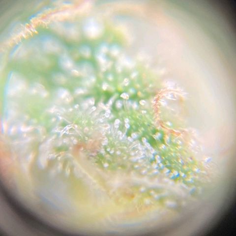 Original Auto Critical growlog timeline photo