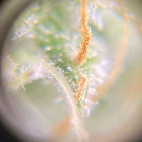 Original Auto Critical growlog timeline photo