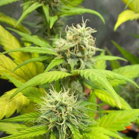 Original Auto Critical growlog timeline photo