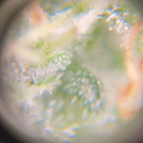 Original Auto Critical growlog timeline photo