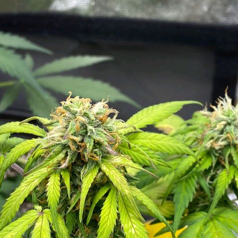 OG Kush Auto growlog timeline photo