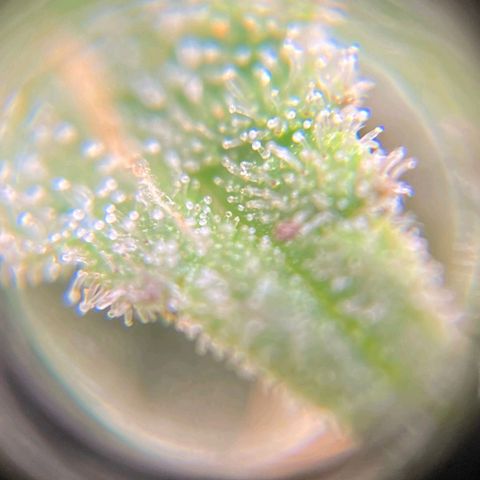OG Kush Auto growlog timeline photo