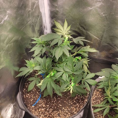Pinky growlog photo: Último treino e elas já estão dando sinais de pre flora, não vai rolar acho 6 sem de vega talvez 5