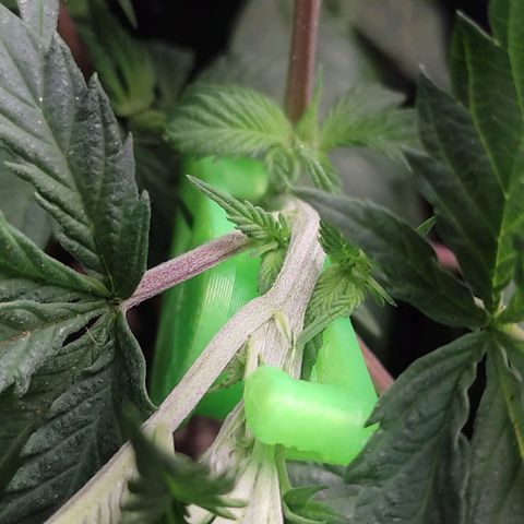 Pinky growlog photo: Último treino e elas já estão dando sinais de pre flora, não vai rolar acho 6 sem de vega talvez 5