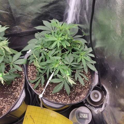 Cerebro growlog timeline photo