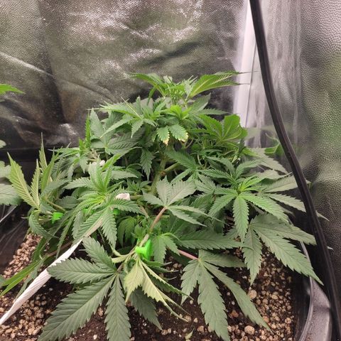 Cerebro growlog timeline photo