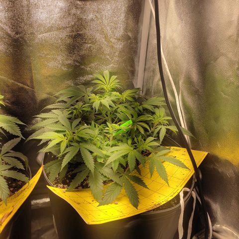 Cerebro growlog timeline photo