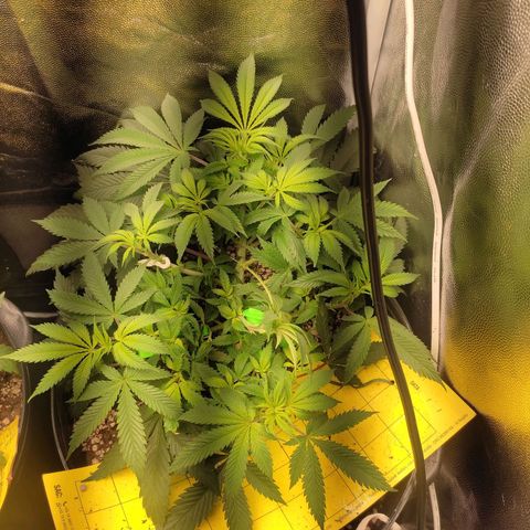 Cerebro growlog timeline photo