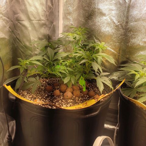 Pinky growlog timeline photo