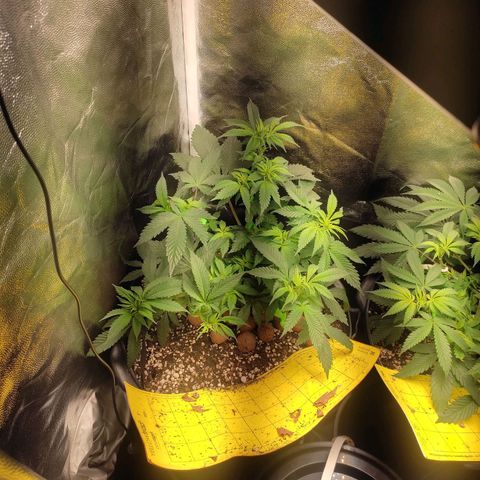 Pinky growlog timeline photo