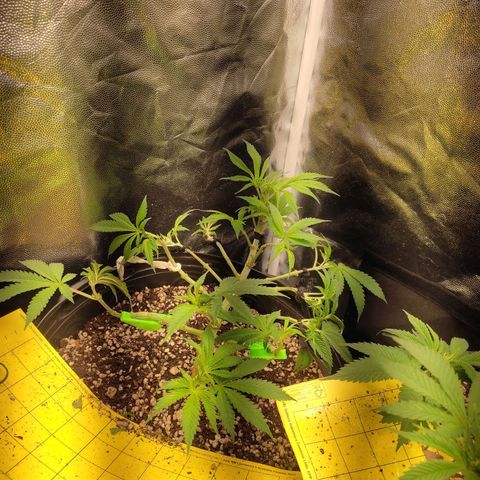 Cerebro growlog photo: Toda depenadinha
