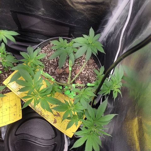 Pinky growlog photo: Poda drástica 