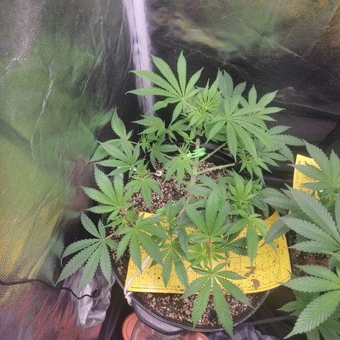 Cerebro growlog photo: Robustas dias depois da desfoliada 