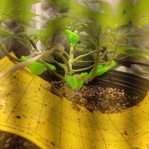 Cerebro growlog photo: Robustas dias depois da desfoliada 